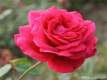 包頭可以種植月季嗎？月季花盛開(kāi)不是夢(mèng)