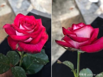 守車月季的優(yōu)缺點是什么？