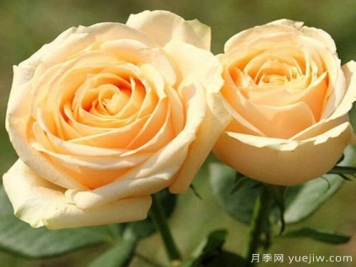香檳玫瑰的花語是什么？不同朵數(shù)香檳玫瑰花語大全？