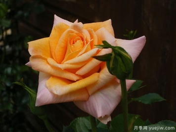 夏日飛濺月季的優(yōu)缺點是什么？