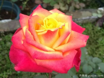 飛濺閃耀月季的優(yōu)缺點是什么？