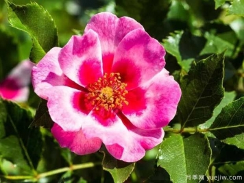 皇后巴比倫眼睛月季的優(yōu)缺點是什么？