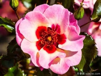 甜蜜巴比倫眼睛月季的優(yōu)缺點是什么？