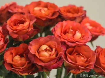 咖啡時(shí)間休憩月季的優(yōu)缺點(diǎn)是什么？