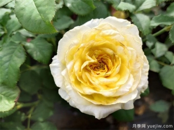 月季花養(yǎng)哪個(gè)品種比較好？花友高標(biāo)準(zhǔn)推薦11個(gè)