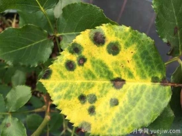 月季黑斑病的癥狀和治療，需要遮陰干燥通風(fēng)