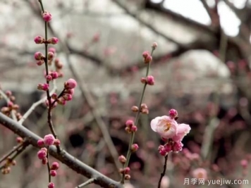 蠟梅和梅花有什么區(qū)別？