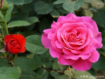 花卉苗木交易中怎么區(qū)分一級苗和二級苗？