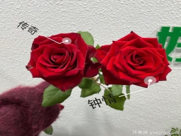 花店常備的15種紅玫瑰是什么？有什么優(yōu)缺點(diǎn)？