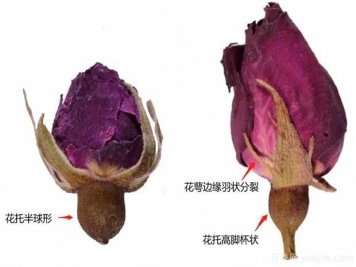 玫瑰月季薔薇，市場(chǎng)上還能找到純種玫瑰嗎？