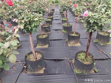 育苗容器影響植物生長(zhǎng)嗎？樹(shù)狀月季是否適合容器苗？