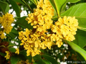 觀花樹(shù)種在園林景觀中的應(yīng)用
