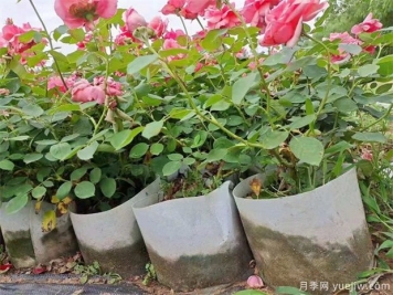 如何養(yǎng)好盆栽月季，如何養(yǎng)爆花？全方位解讀