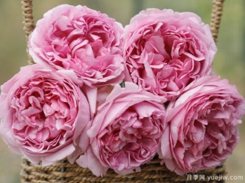 伊芙光月季的優(yōu)缺點(diǎn)是什么？