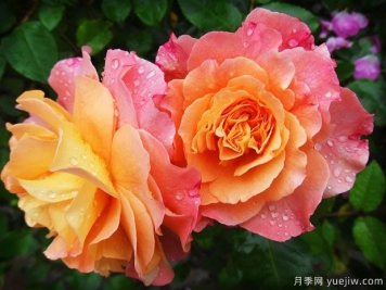 南陽方城：月季產(chǎn)業(yè)，綠色發(fā)展引領生態(tài)之基