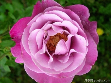 光明知更鳥月季