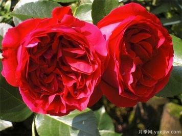 推薦10款經(jīng)典月季品種，新手花友種了不會后悔