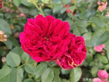 紅龍?jiān)录净?，花瓣長(zhǎng)的大，艷麗漂亮插花美觀