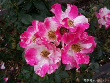 布娃娃月季的優(yōu)缺點是什么？