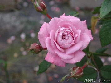 柔光月季