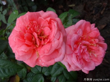 特別紀(jì)念日月季/英雄紀(jì)念日月季
