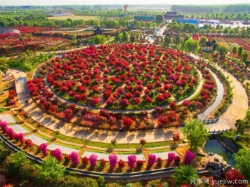 南陽月季花開全球，南陽月季基地?cái)M建特色小鎮(zhèn)
