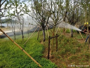 園林綠化早春返青水要注意，時(shí)間和澆水量很重要
