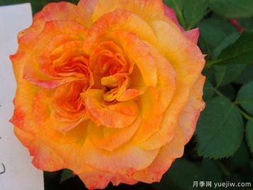 御花園月季的優(yōu)缺點(diǎn)是什么？