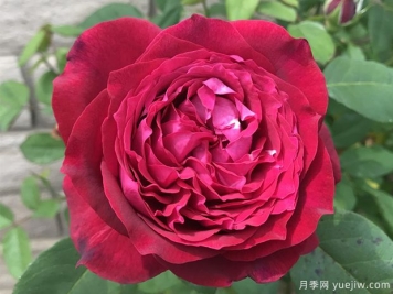 詹尼斯月季的優(yōu)缺點(diǎn)是什么？