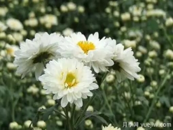 白菊花怎么養(yǎng)？菊花栽培注意事項