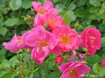 西雅月季的優(yōu)缺點是什么？