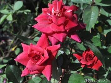 紅絲綢月季的優(yōu)缺點(diǎn)是什么？