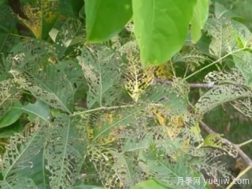 園林常見(jiàn)食葉害蟲的綜合防治方法