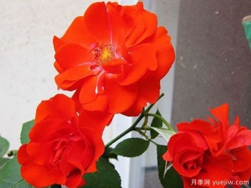 橘紅火焰月季的優(yōu)缺點是什么？