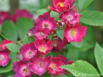 少見的30款巨型爬藤月季，高達(dá)5米適合做花墻拱門