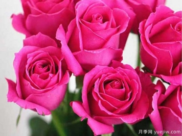 大桃紅鐳射月季的優(yōu)缺點(diǎn)是什么？