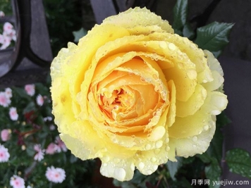 小黃雞月季