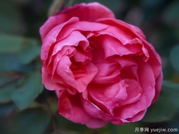 黃岡科技職業(yè)學(xué)院，然有月季，亭亭玉立