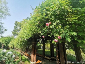 常州紫荊公園古老月季漸次開(kāi)放，展示市花的獨(dú)特文化魅力