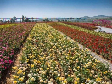 豐花月季與普通月季的區(qū)別？園林花壇喜歡用的特點(diǎn)