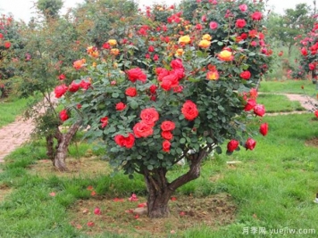 古樁月季千百艷，老樹新花時(shí)時(shí)春