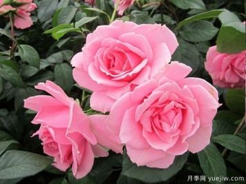 你真美麗月季的優(yōu)缺點(diǎn)是什么？