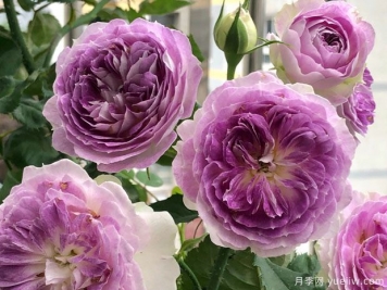 秋季月季想要復(fù)花好，修剪施肥有訣竅