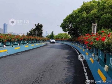 南昌八一大橋萬株月季綻放，綠化中心細(xì)致養(yǎng)護