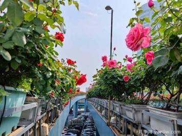 1.2萬株月季盛開，南昌八一橋景觀花廊擁抱春景