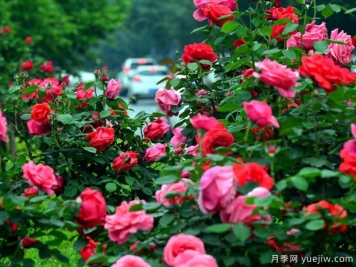 洛陽(yáng)月季應(yīng)用和景觀圖集