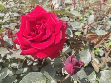 鄭州市花是月季，愛上鄭花滿城