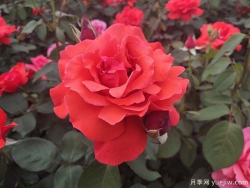 常見50個月季品種介紹，抗性好花不斷，可以買得到的經(jīng)典