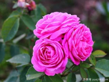 月季花枝壯花多長勢旺要用什么肥料？