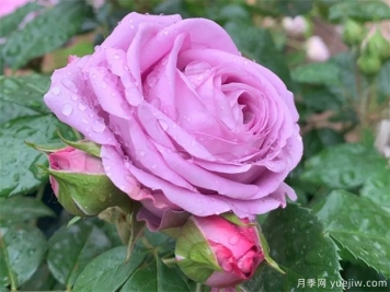水星王陽臺(tái)月季